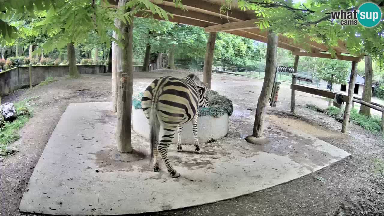 Zebre v živo v živalskem vrtu Ljubljana ZOO spletne kamere