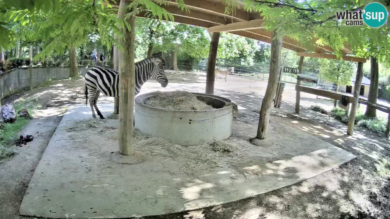 Live Webcam Zebras in Ljubljana ZOO – Slowenien