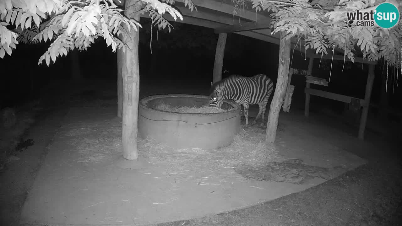 Live webcam Zebras in Ljubljana ZOO – Slovenia