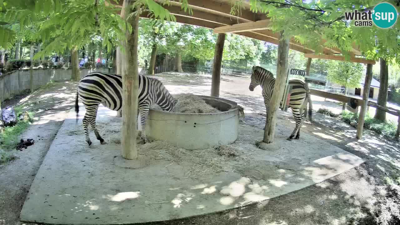Live webcam Les zèbres in Ljubljana ZOO – Slovénie