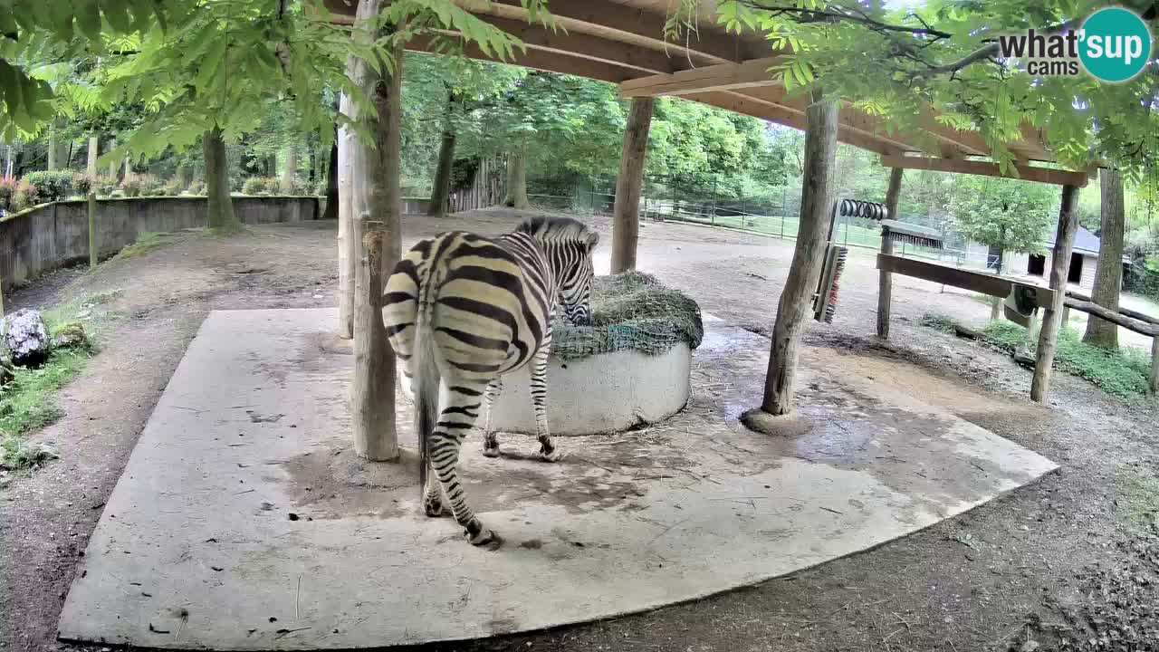 Zebre v živo v živalskem vrtu Ljubljana ZOO spletne kamere