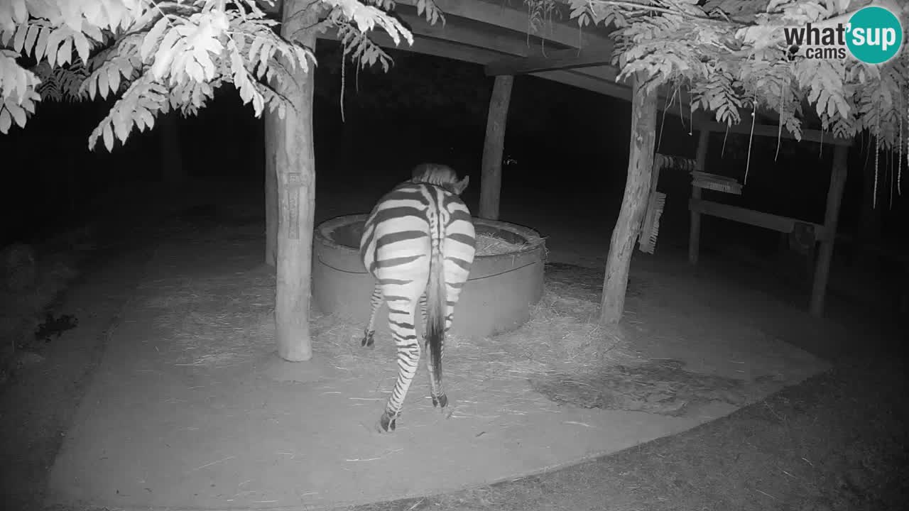Camera en vivo Cebras in Ljubljana ZOO – Eslovenia