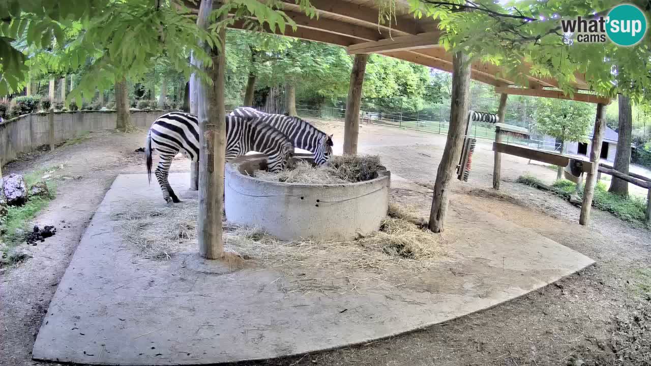Live webcam Zebras in Ljubljana ZOO – Slovenia