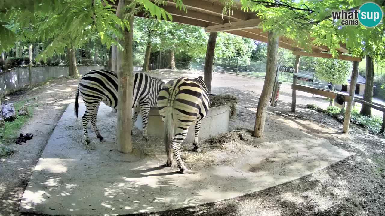 Live webcam Zebras in Ljubljana ZOO – Slovenia