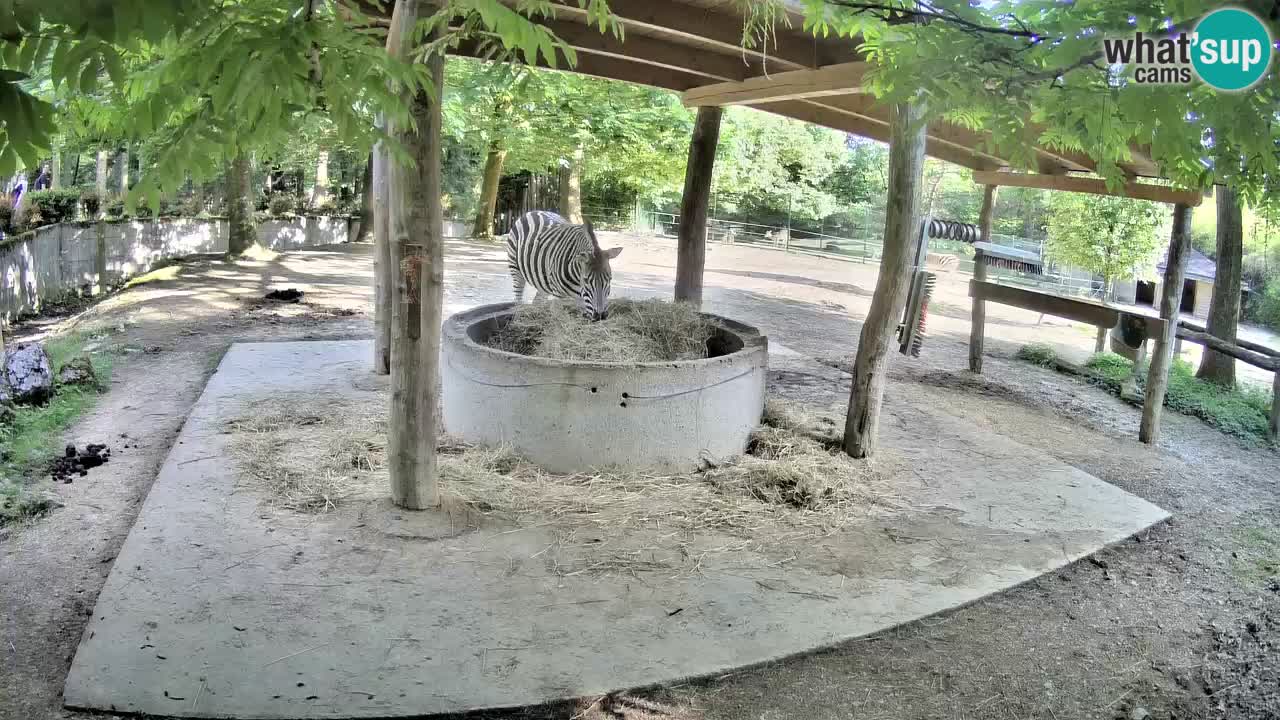 Web kamera uživo Zebras u ZOO Ljubljana – Slovenija