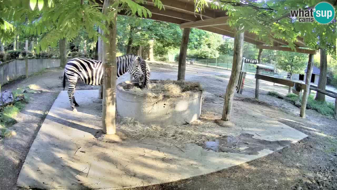 Camera en vivo Cebras in Ljubljana ZOO – Eslovenia