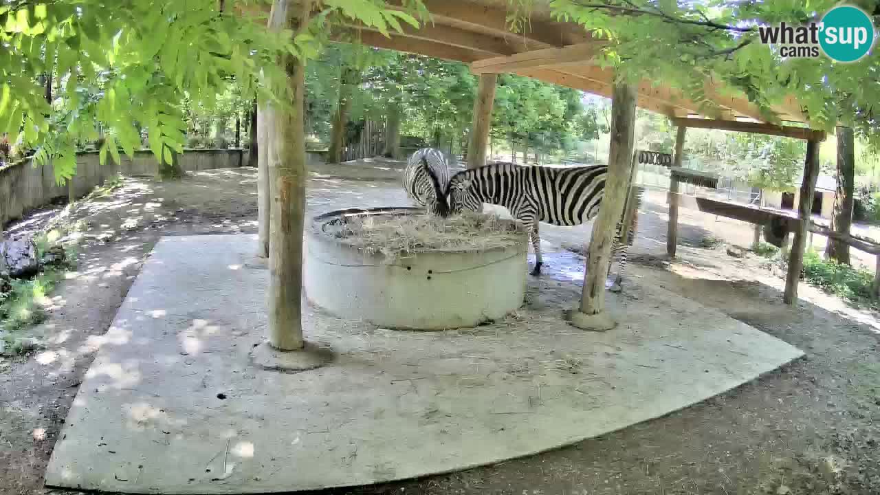 Live webcam Les zèbres in Ljubljana ZOO – Slovénie