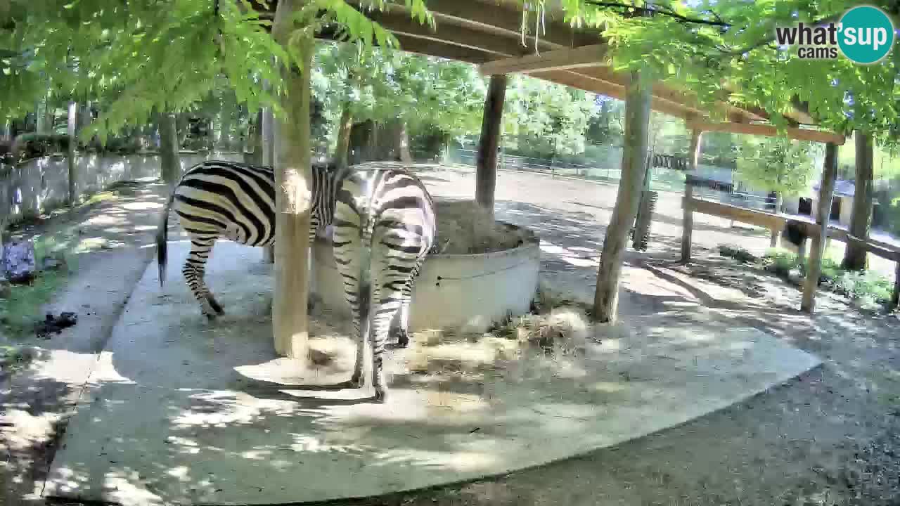 Web kamera uživo Zebras u ZOO Ljubljana – Slovenija