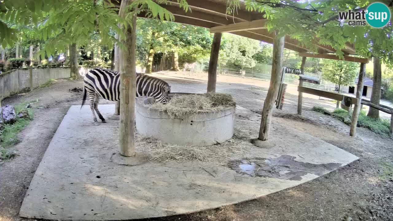 Live webcam Les zèbres in Ljubljana ZOO – Slovénie