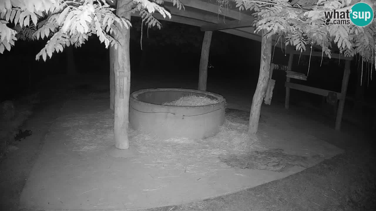Live webcam Zebras in Ljubljana ZOO – Slovenia