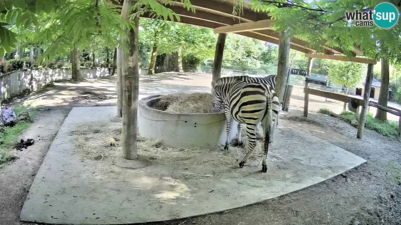 Web kamera uživo Zebras u ZOO Ljubljana – Slovenija
