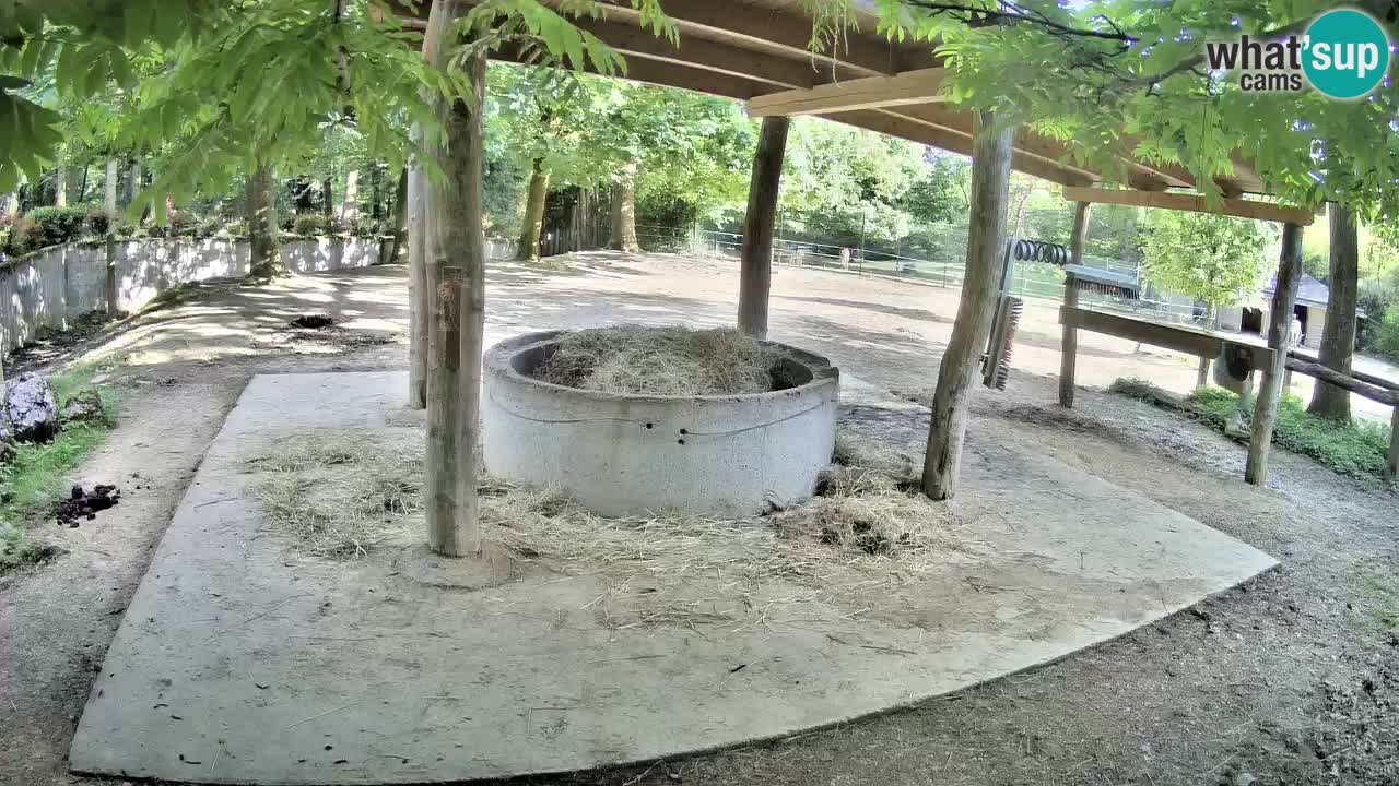 Camera en vivo Cebras in Ljubljana ZOO – Eslovenia