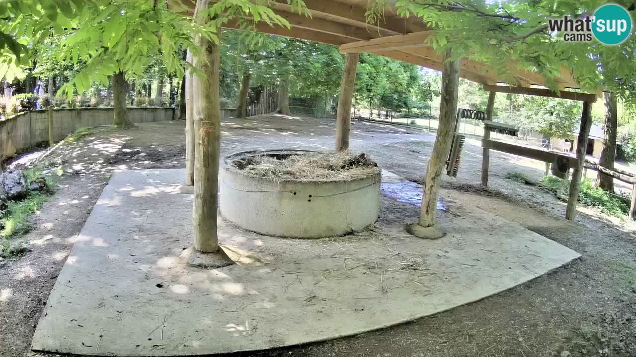 Camera en vivo Cebras in Ljubljana ZOO – Eslovenia