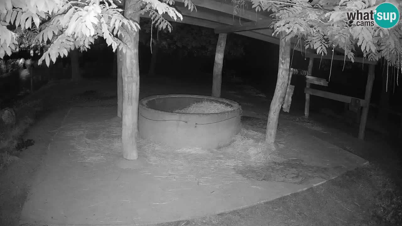 Le Zebre nello ZOO di Ljubljana – Slovenia Live webcam