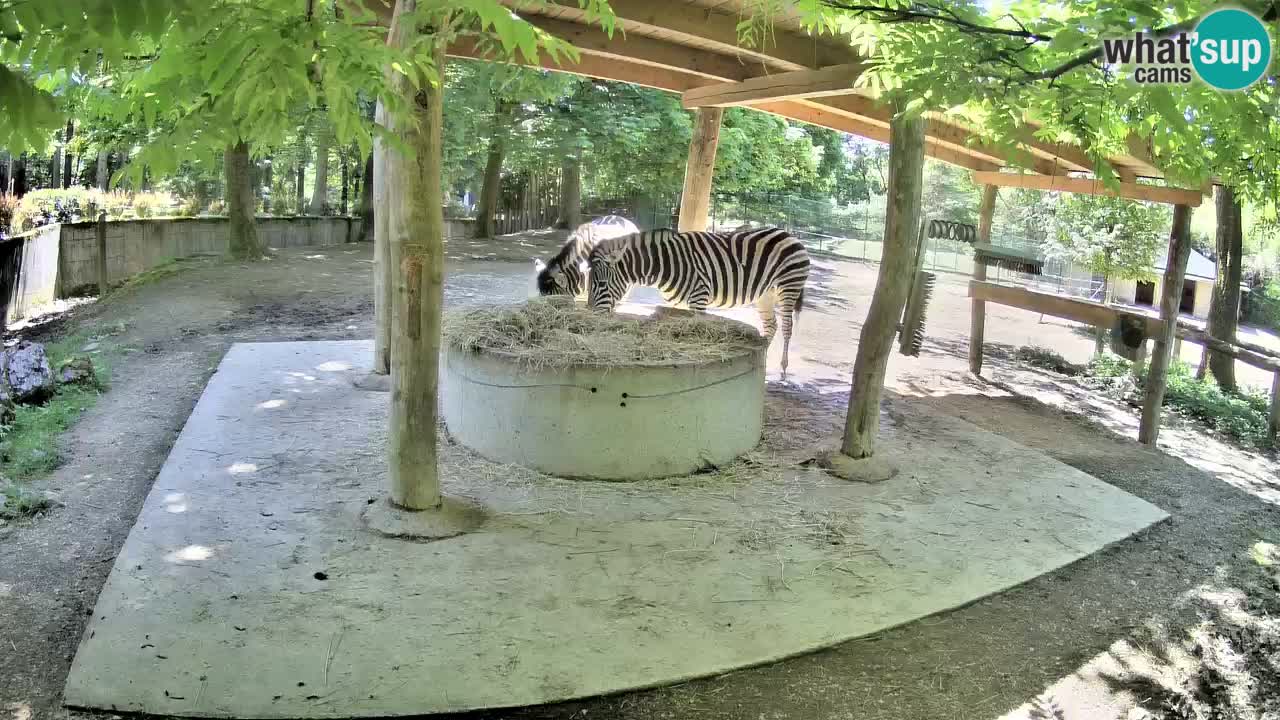 Web kamera uživo Zebras u ZOO Ljubljana – Slovenija