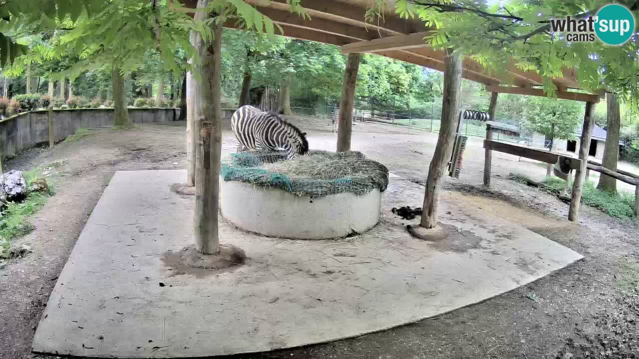 Le Zebre nello ZOO di Ljubljana – Slovenia Live webcam