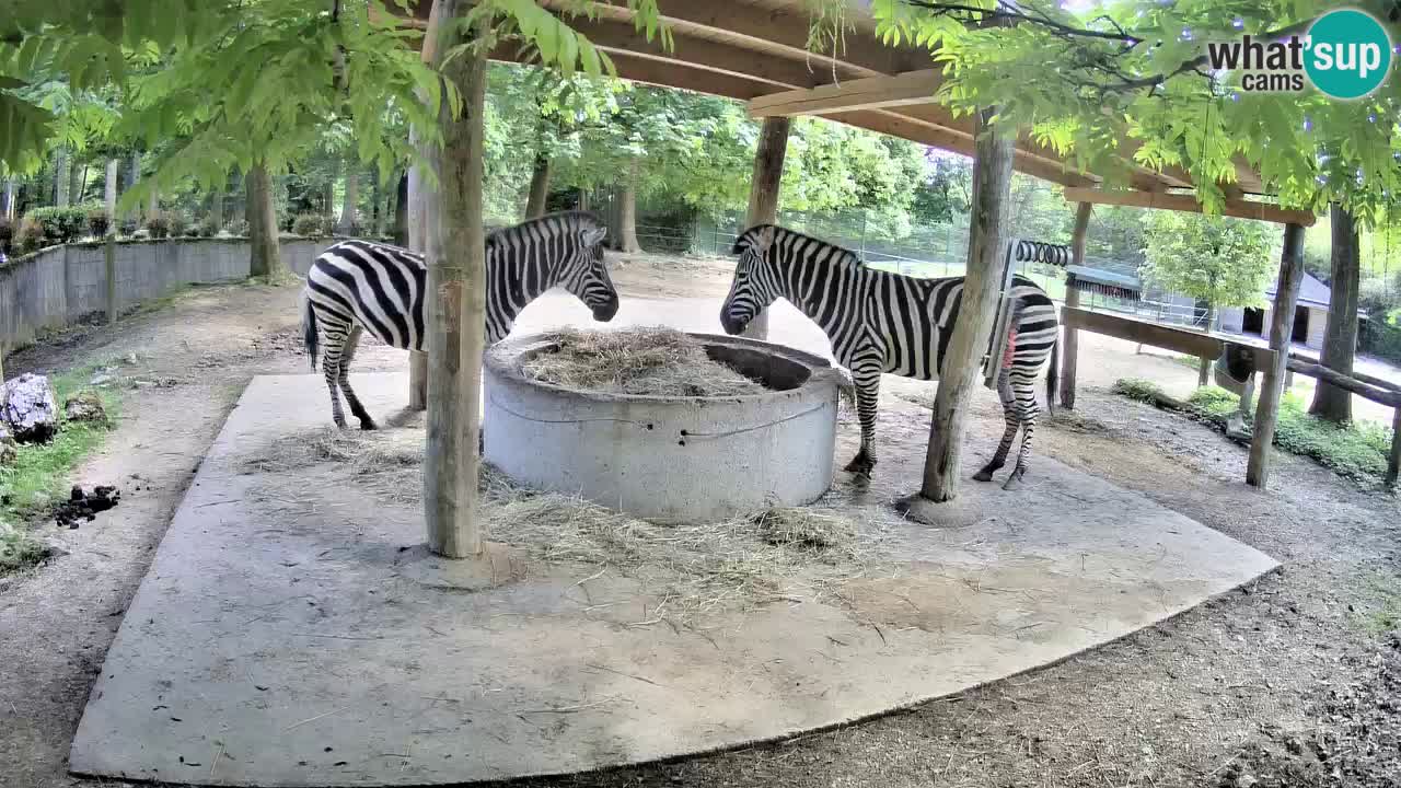Le Zebre nello ZOO di Ljubljana – Slovenia Live webcam