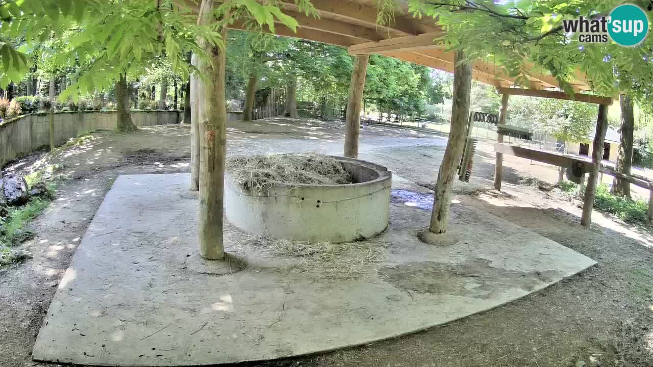 Live webcam Zebras in Ljubljana ZOO – Slovenia