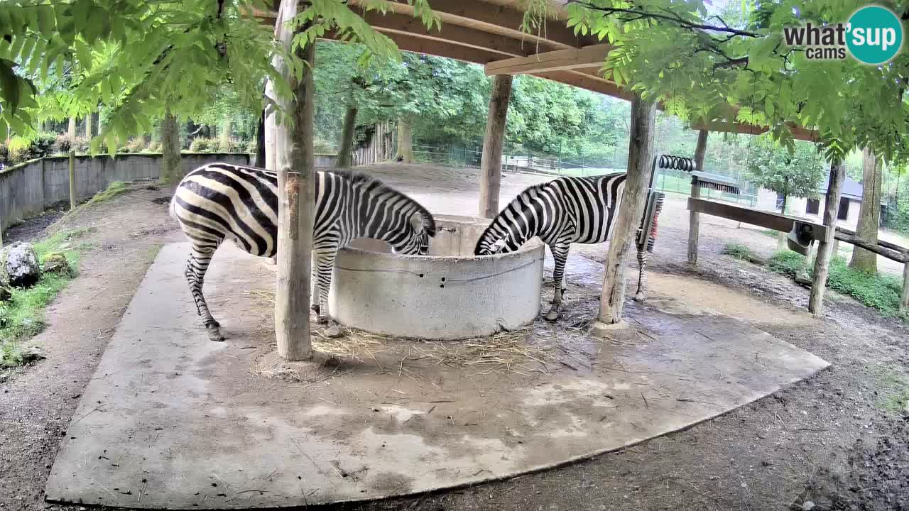 Le Zebre nello ZOO di Ljubljana – Slovenia Live webcam