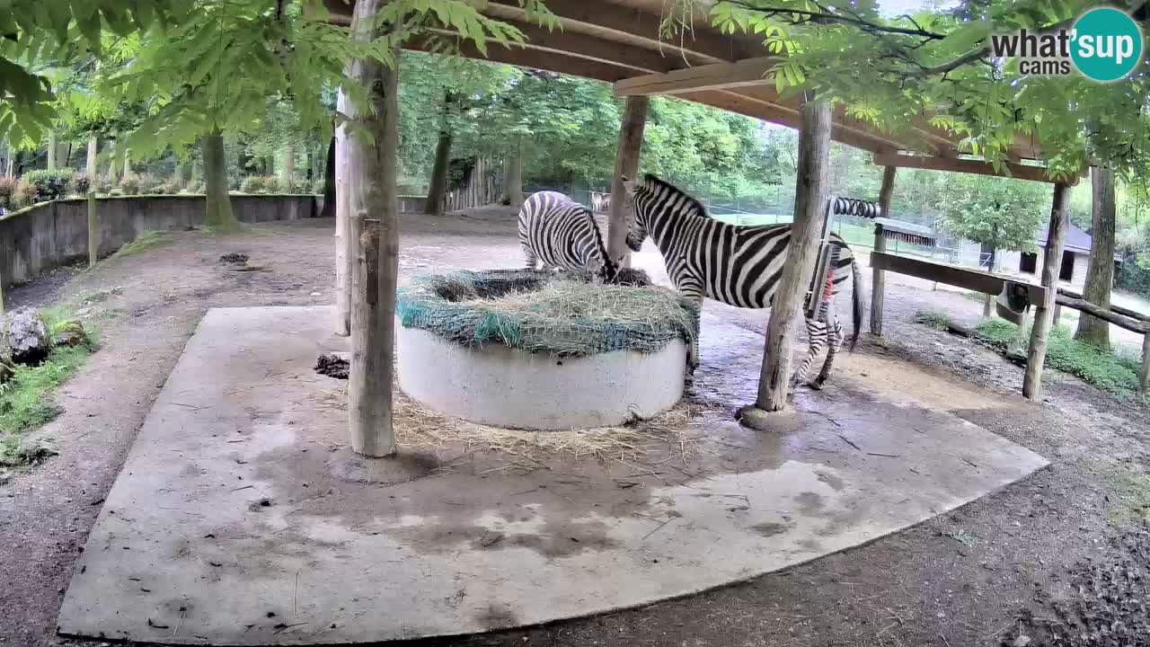 Le Zebre nello ZOO di Ljubljana – Slovenia Live webcam
