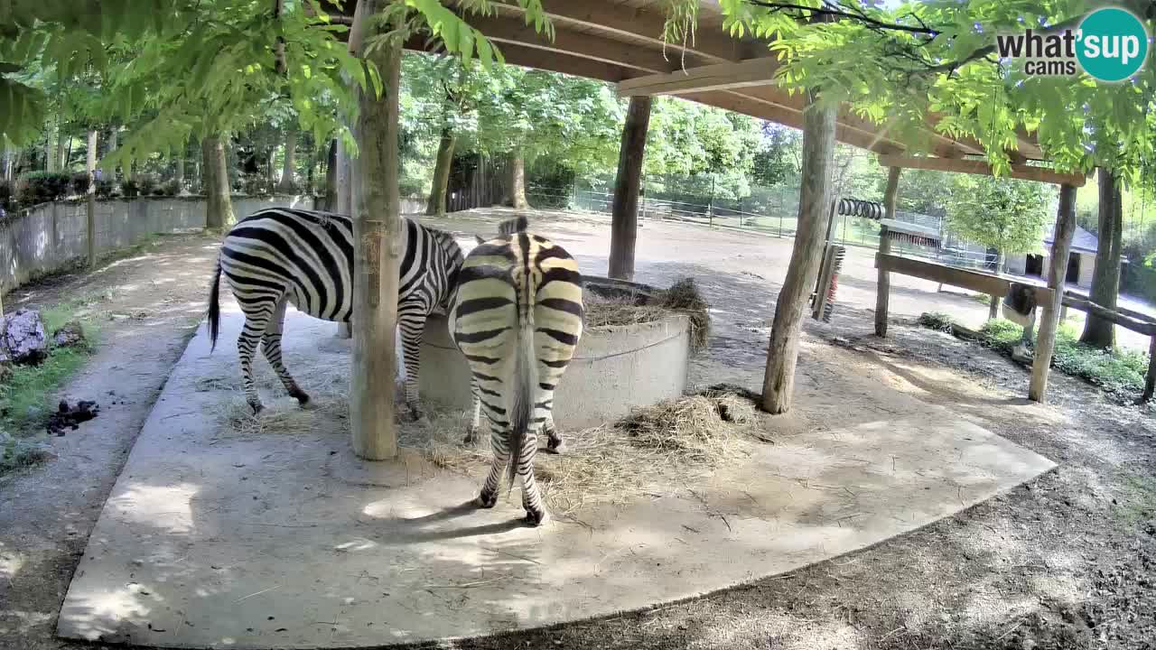 Le Zebre nello ZOO di Ljubljana – Slovenia Live webcam