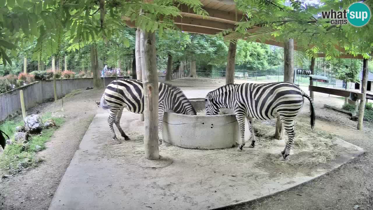 Live webcam Zebras in Ljubljana ZOO – Slovenia