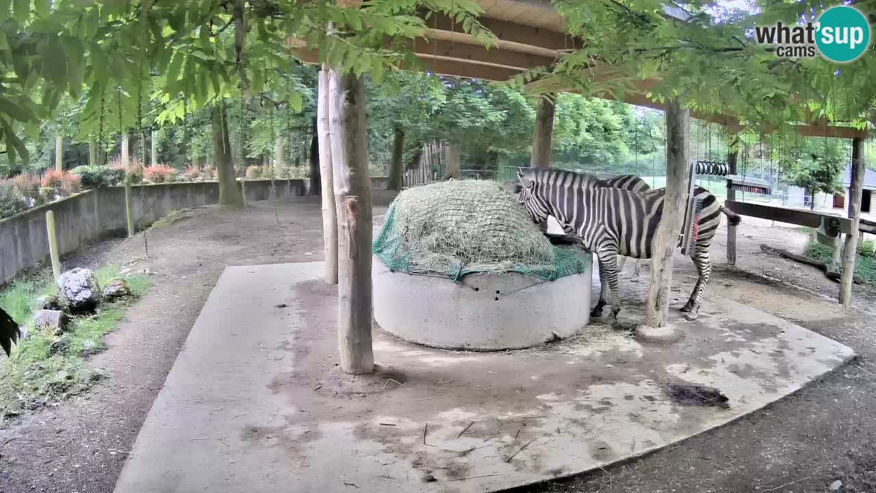 Live Webcam Zebras in Ljubljana ZOO – Slowenien