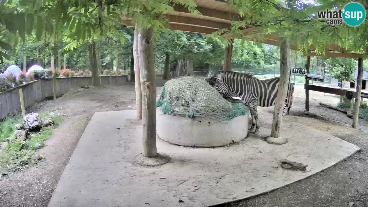 Camera en vivo Cebras in Ljubljana ZOO – Eslovenia