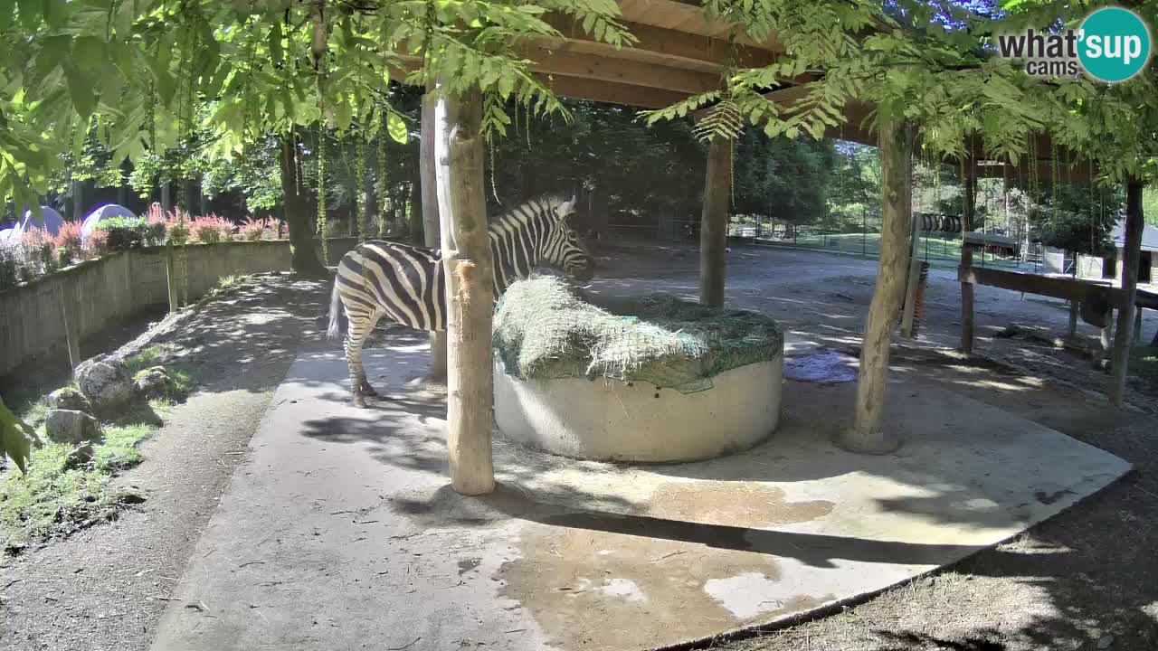 Le Zebre nello ZOO di Ljubljana – Slovenia Live webcam
