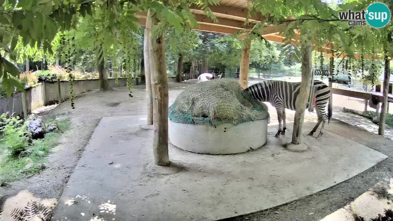 Le Zebre nello ZOO di Ljubljana – Slovenia Live webcam