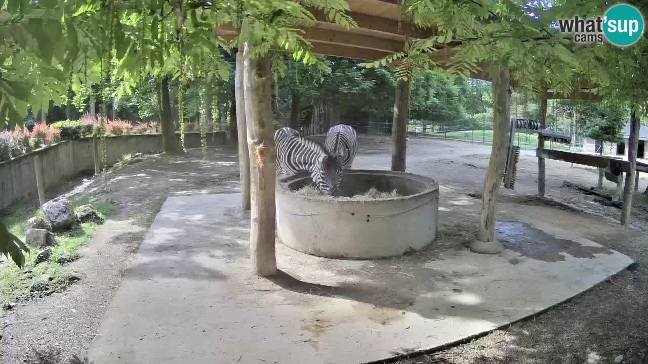Web kamera uživo Zebras u ZOO Ljubljana – Slovenija