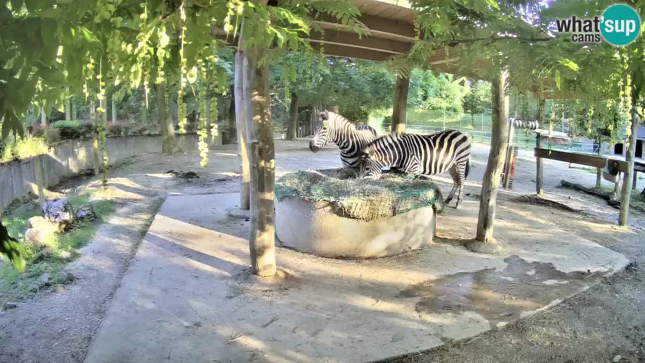 Web kamera uživo Zebras u ZOO Ljubljana – Slovenija