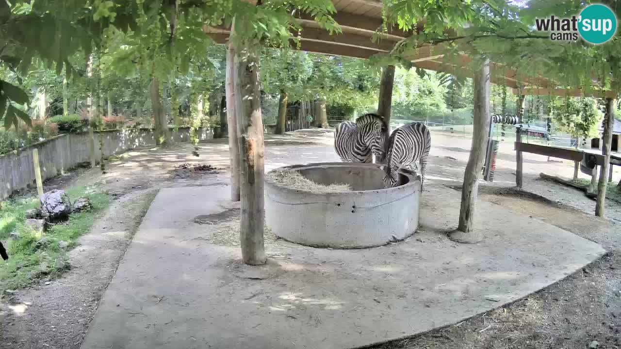 Camera en vivo Cebras in Ljubljana ZOO – Eslovenia