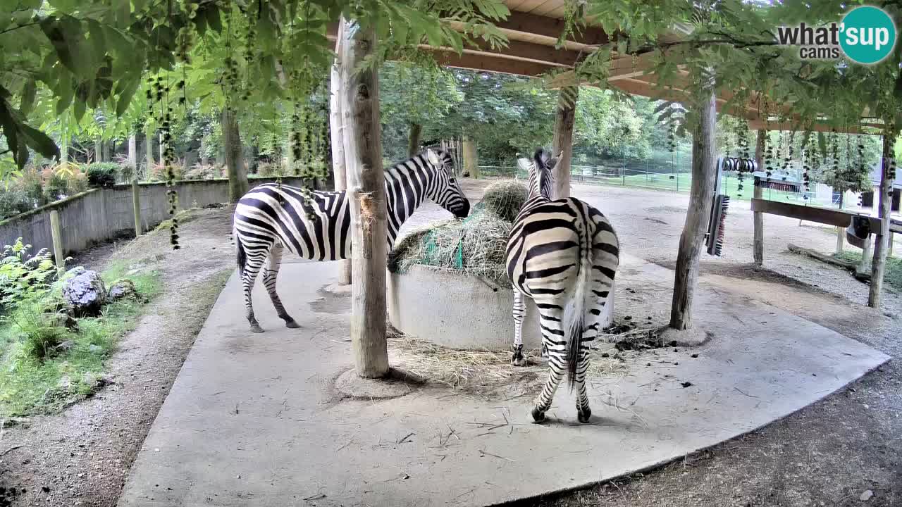 Zebre v živo v živalskem vrtu Ljubljana ZOO spletne kamere