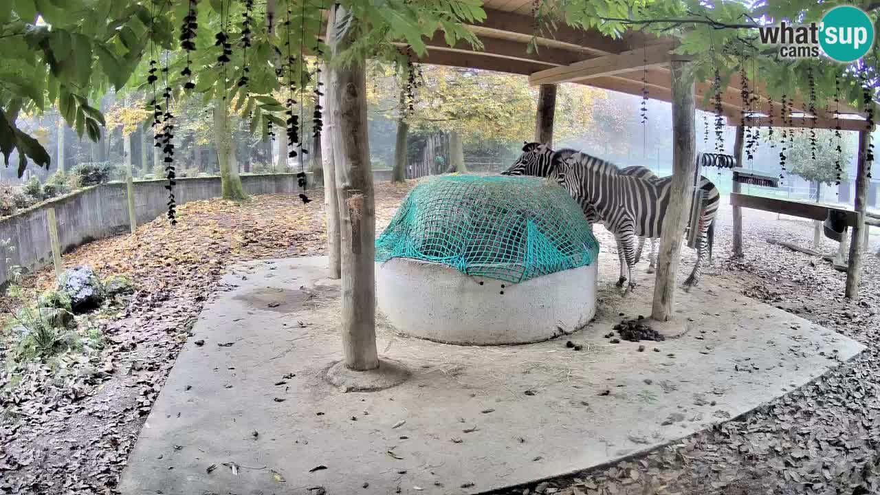 Live webcam Zebras in Ljubljana ZOO – Slovenia