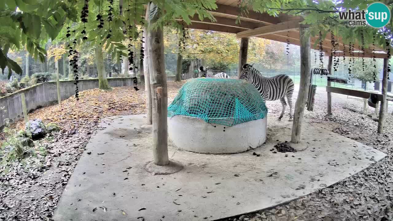 Live webcam Les zèbres in Ljubljana ZOO – Slovénie