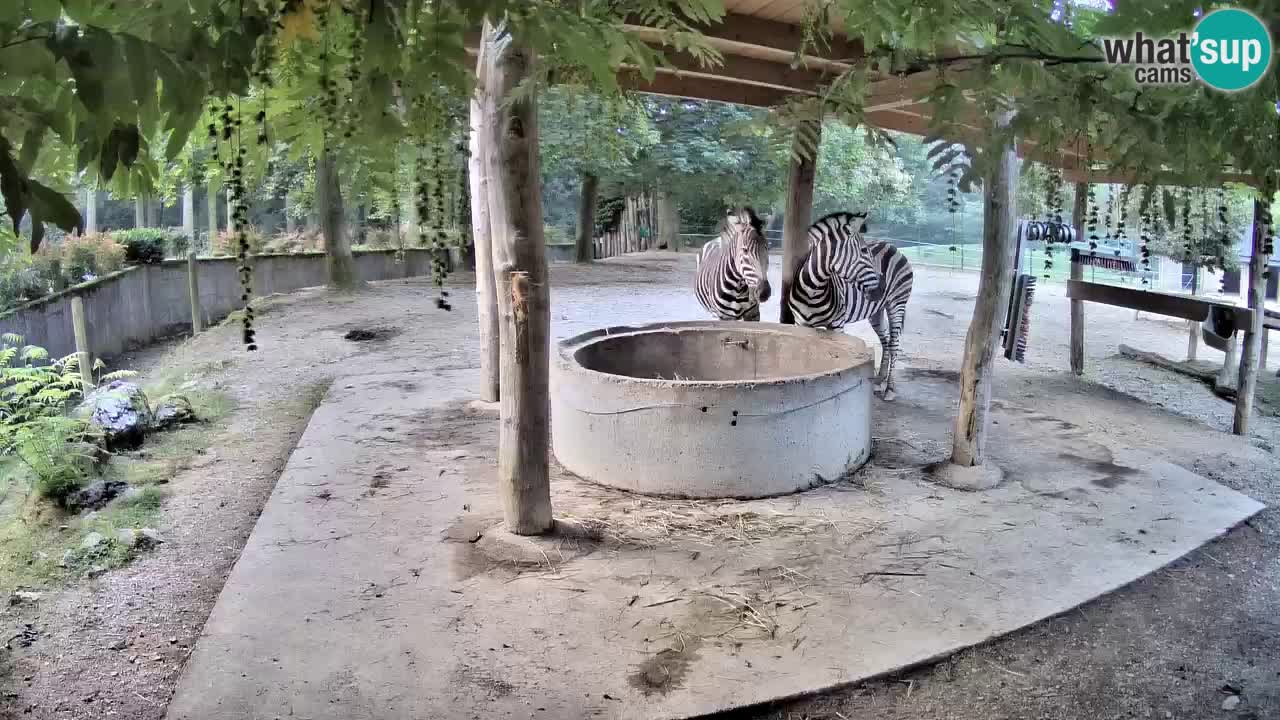 Zebre v živo v živalskem vrtu Ljubljana ZOO spletne kamere