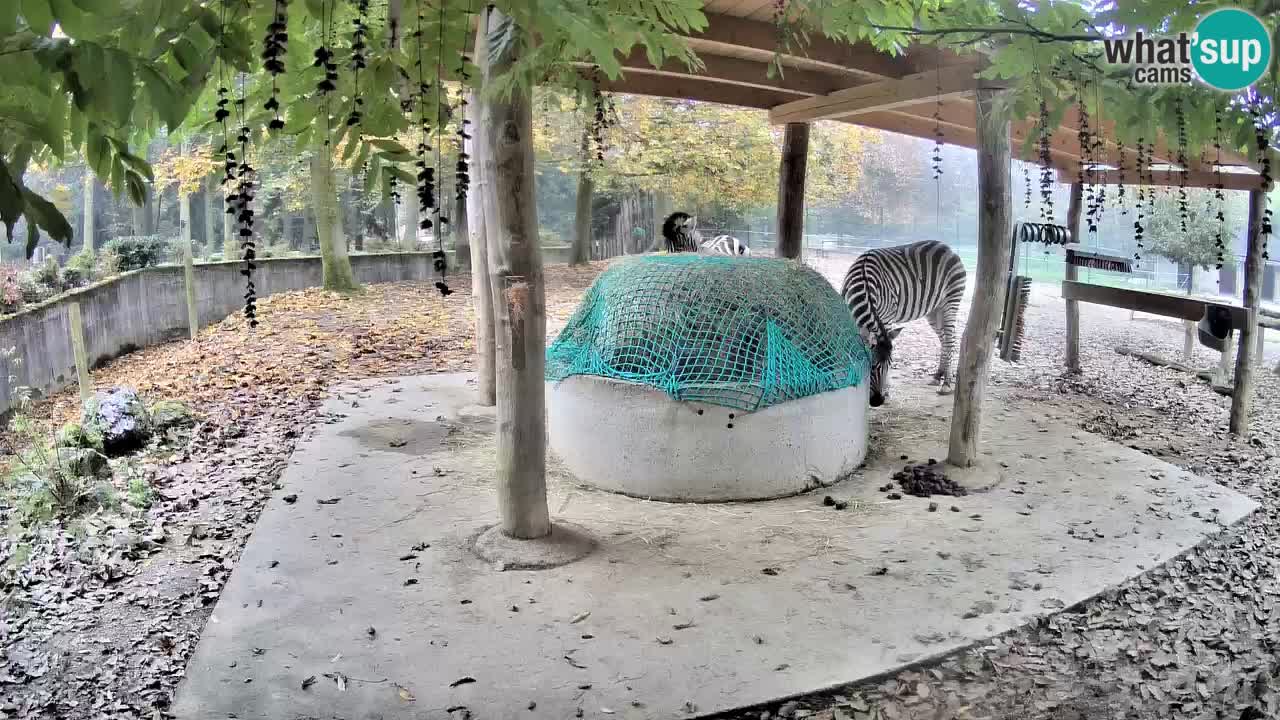 Zebre v živo v živalskem vrtu Ljubljana ZOO spletne kamere