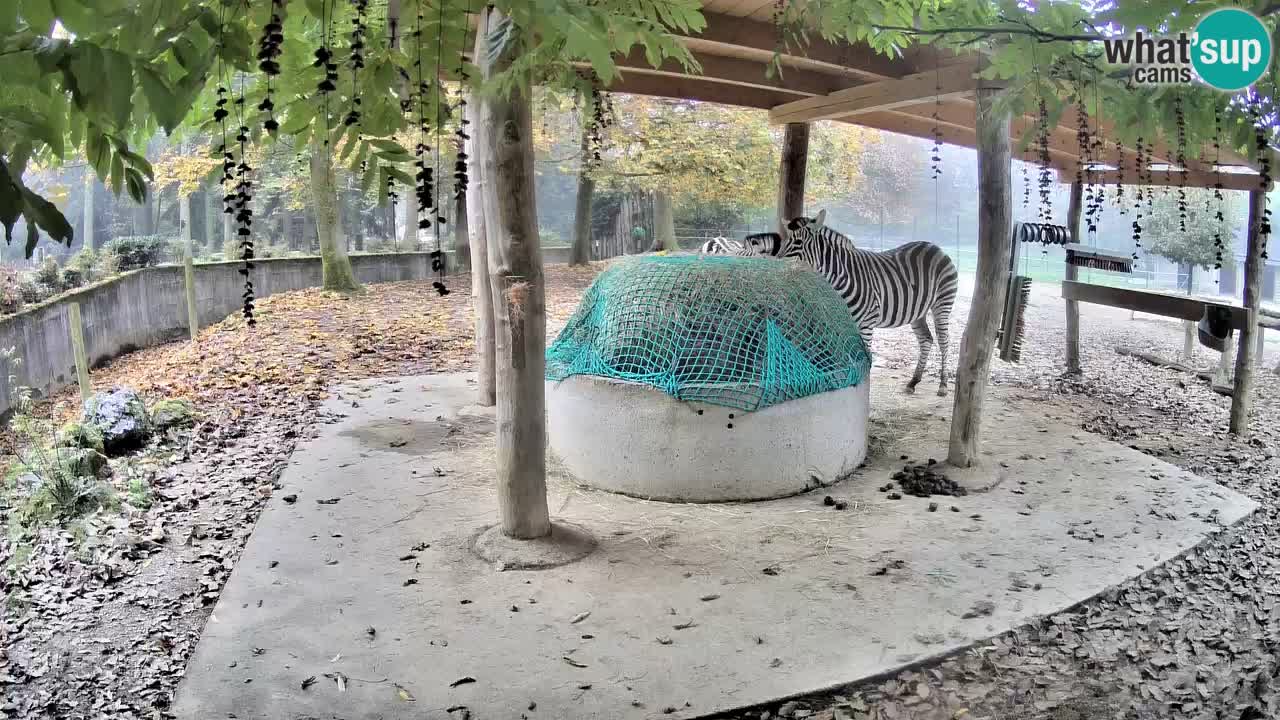 Live webcam Les zèbres in Ljubljana ZOO – Slovénie