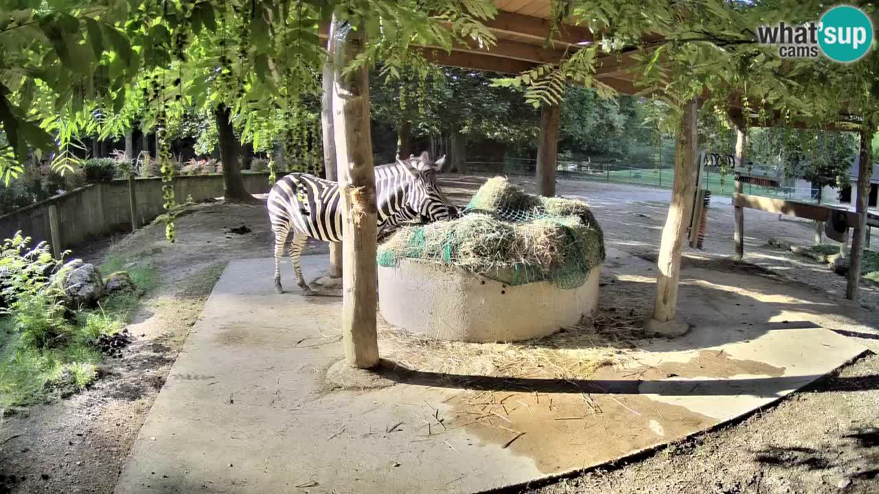 Zebre v živo v živalskem vrtu Ljubljana ZOO spletne kamere