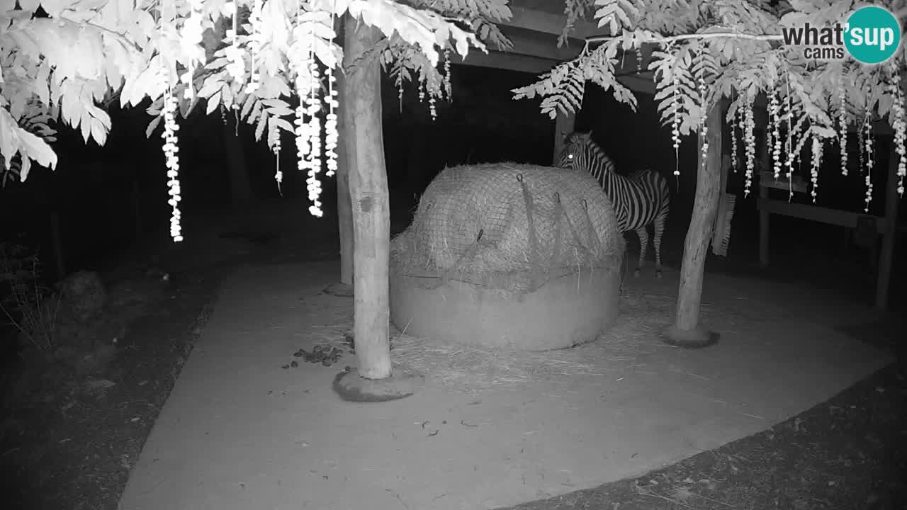 Live Webcam Zebras in Ljubljana ZOO – Slowenien