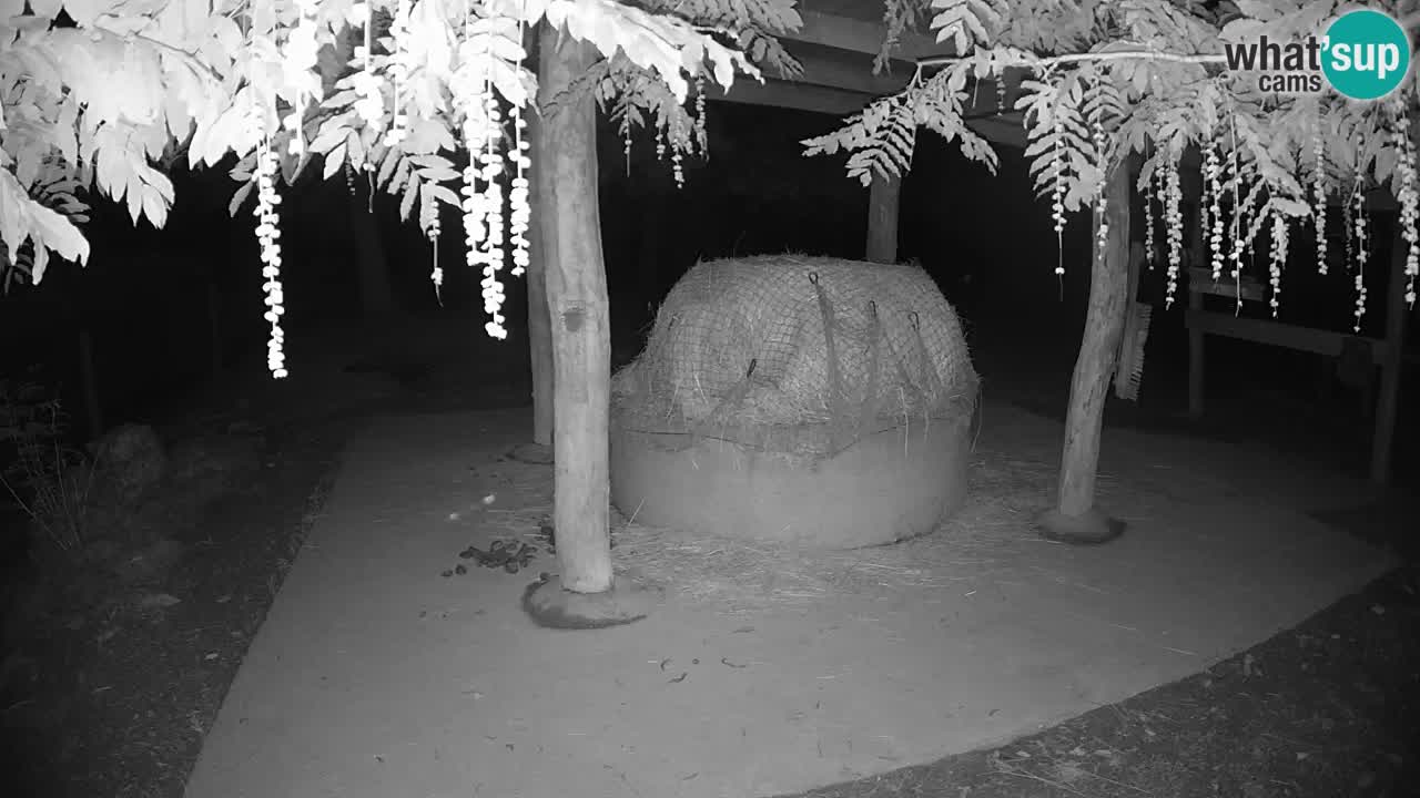 Live Webcam Zebras in Ljubljana ZOO – Slowenien