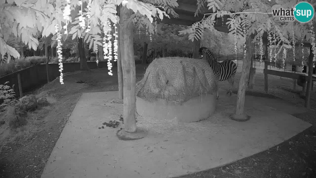 Live webcam Les zèbres in Ljubljana ZOO – Slovénie