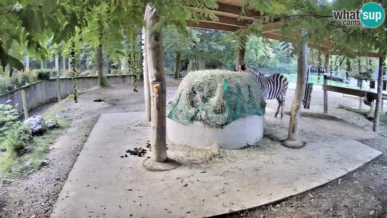 Zebre v živo v živalskem vrtu Ljubljana ZOO spletne kamere