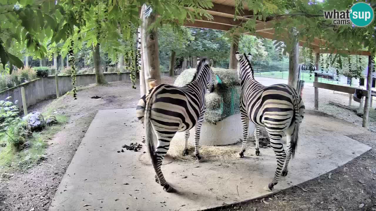 Live webcam Les zèbres in Ljubljana ZOO – Slovénie