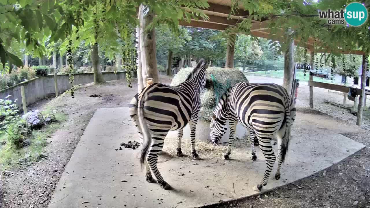 Live Webcam Zebras in Ljubljana ZOO – Slowenien