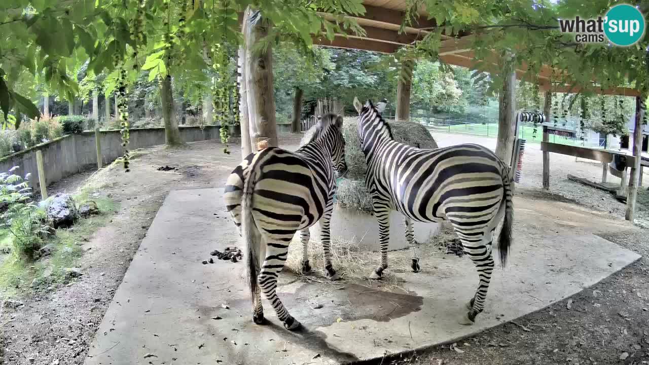 Live webcam Les zèbres in Ljubljana ZOO – Slovénie