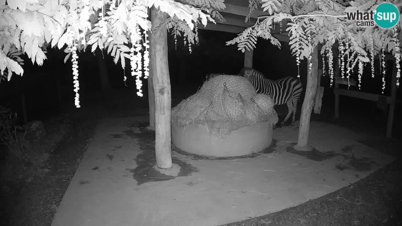 Live webcam Zebras in Ljubljana ZOO – Slovenia