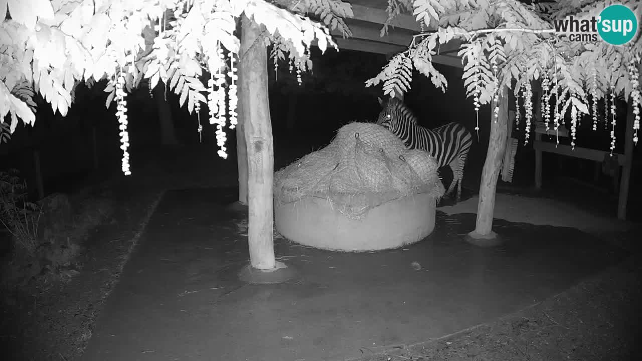 Live Webcam Zebras in Ljubljana ZOO – Slowenien