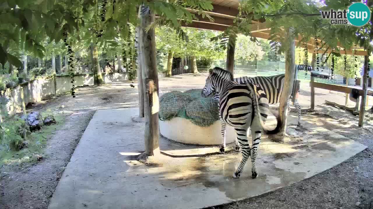 Live webcam Zebras in Ljubljana ZOO – Slovenia